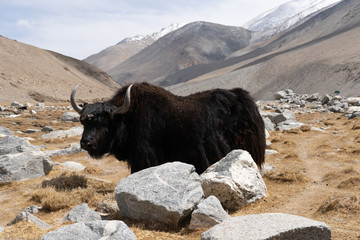 Big yak in field looking at the camera around the valley near Pangong lake in Leh Ladakh, India