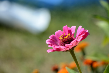 Beautiful cynia flower in a summer garden close up