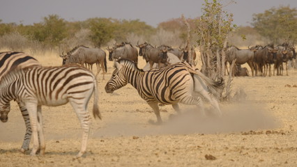 Fototapeta na wymiar Zebra 8