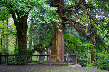Three ancient trees in Lushan National Park mountains with two cryptomeria trees and one Gingko...