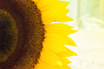sunflower head stuffed with seeds on the background of the Sunny sky
