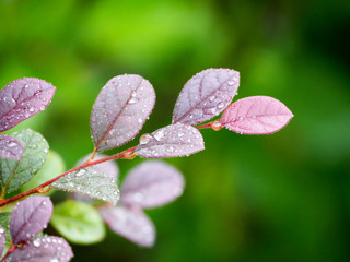 Nature leaf on blurred greenery background in garden