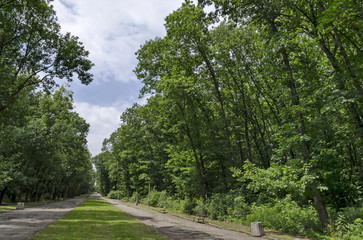 Wooden bench on main alley in the forest at natural old West park, Sofia, Bulgaria 