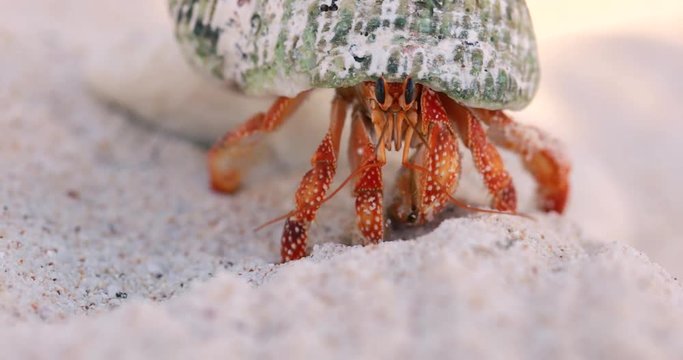 hermit crab in close-up