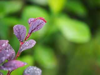 Nature leaf on blurred greenery background in garden