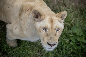White lioness in a Safari Park
