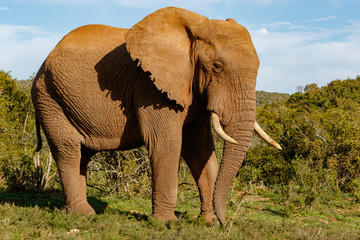 Elephant standing proudly with his trunk pointing to the ground