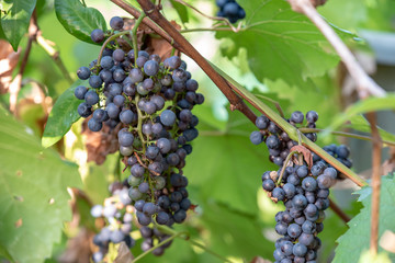 樹上の山葡萄の実