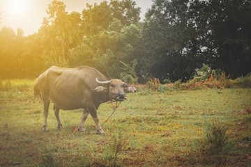 A buffalo is eating grass on a field with sunshine in the evening.