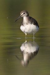 Green sandpiper