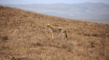 Brown coyote looking off into distance