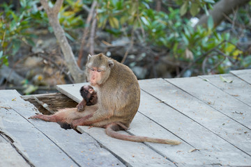 natural monkeys mom and her son sit on wood