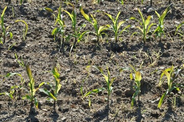 Corn  field in  Spring