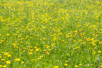 Fototapeta premium Field of spring dandelions