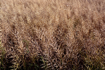 Ripe rapeseed field