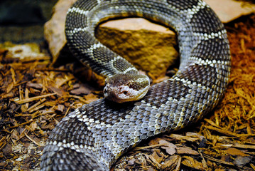 Massassauga Rattle Snake Curled Back to Look at You