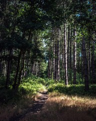 Paths through the forest