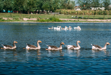 Fototapeta premium A beautiful flock of geese floats in the river. General view of the rural landscape.