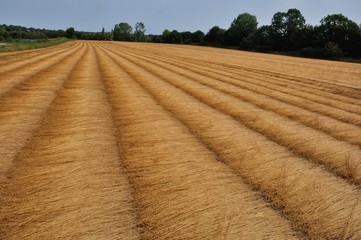 France, linen field in Normandy