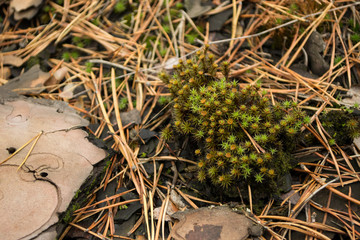 autumn background from green moss and last year's needles of a pine on him