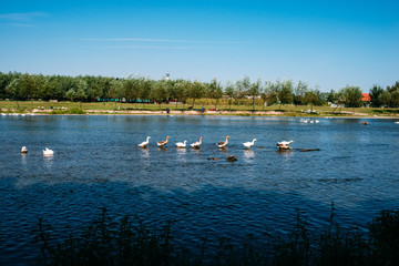 A beautiful flock of geese floats in the river. General view of the rural landscape. Bird watching from the shore.