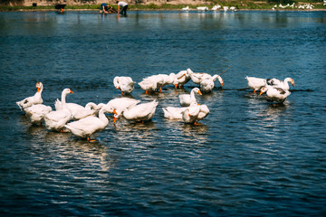 Naklejka premium In the river a beautiful flock of geese swims and is washed. General view of the rural landscape. Bird watching from the shore.