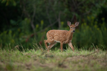 fawn