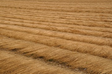 France, linen field in Normandy