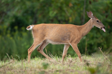 doe