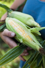 Fresh organic corn, ripe agriculture food.