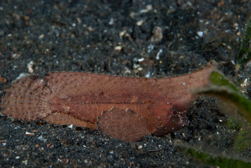 Spiny waspfish Ablabys macracanthus