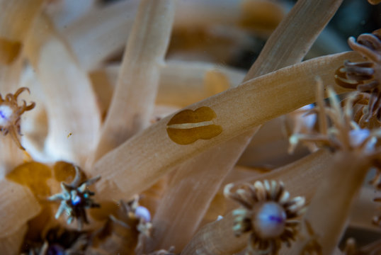 Acoel Flatworm Waminoa Sp.