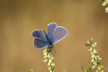 Bläuling, Schmetterling, Falter, Insekt