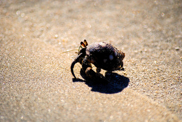 Hermit Crab Walking on the Sand