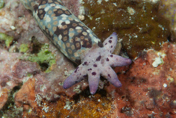 Sea Start missing arms Falling Christmas Star
