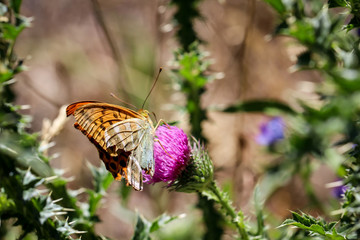 Schmetterling, Falter, Insekt