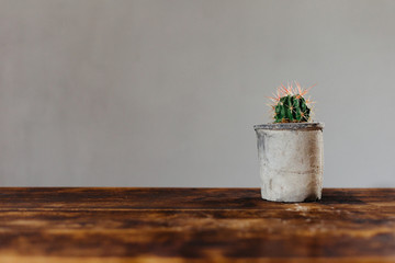 Potted cactus house plant on grey background. Detail of cactus plant in grey pot on wooden table.