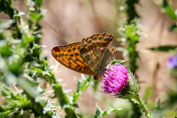 Schmetterling, Falter, Insekt