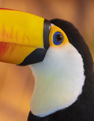 Riesentukan © lexpixelart