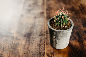 Potted cactus house plant on wooden background. Detail of cactus plant in grey pot.