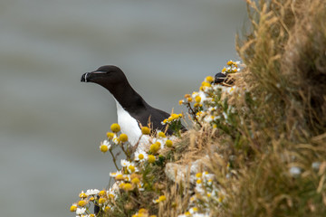 Razorbill on the cliff