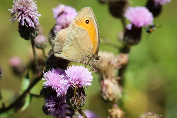 Schmetterling, Falter auf einer Pflanze
