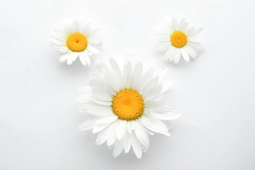 Fototapeta na wymiar Beautiful chamomile flowers on white background