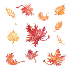 Fototapeta na wymiar Set of the fallen leaves on a white background.Watercolor Illustration.