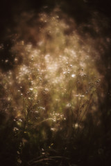 Blurred grass flowers background