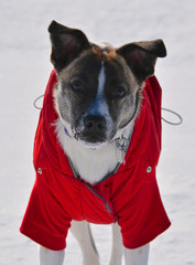 Dog wearing a Red Coat Outside in the Snow Looking at You