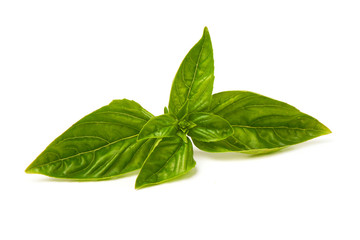 Fresh green basil leaf, isolated on white background.