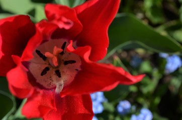 Pistil of a red tulip