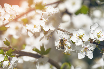 Obraz premium bee on flowering plum tree branch in spring