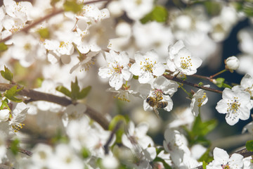 bee on flowering plum tree branch in spring